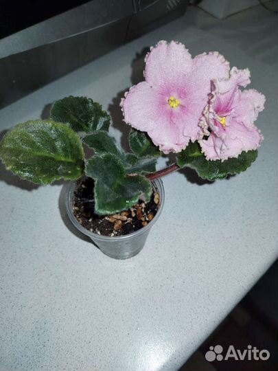 Взрослые фиалки и цветущие