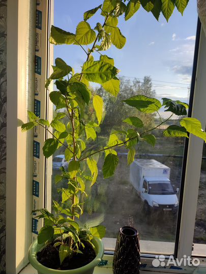 Комнатные растения цветы большие