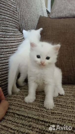 Котята белые в добрые руки