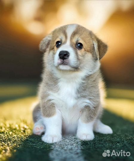 Вельш-корги пемброк