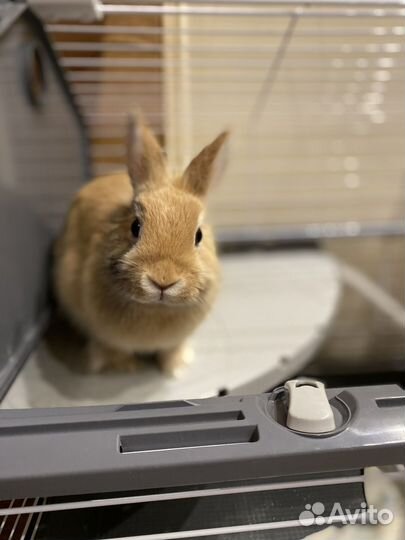 Карликовый кролик