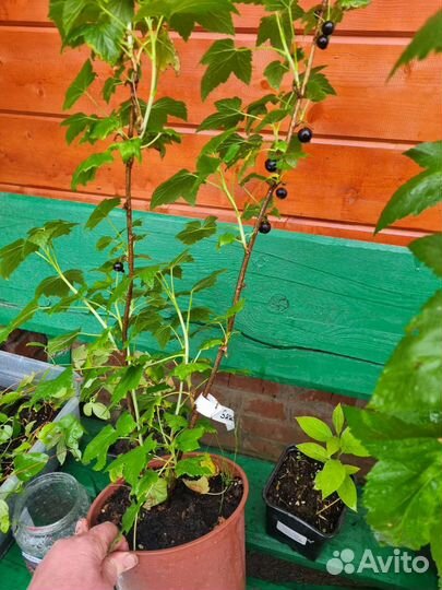Саженцы черной смородины лучшие сорта