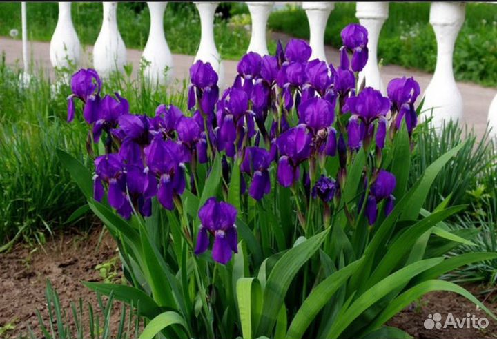 Ирисы