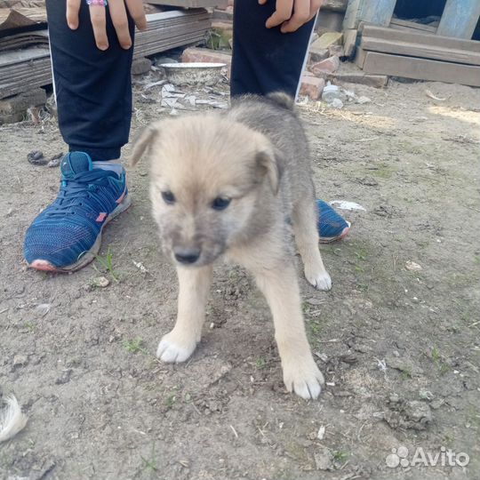 В добрые руки