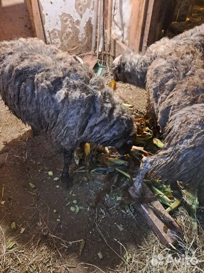 Овцы, бананы