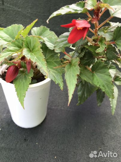 Комнатные цветы цветущие