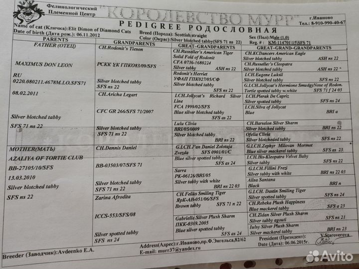 Шотландская вислоухая