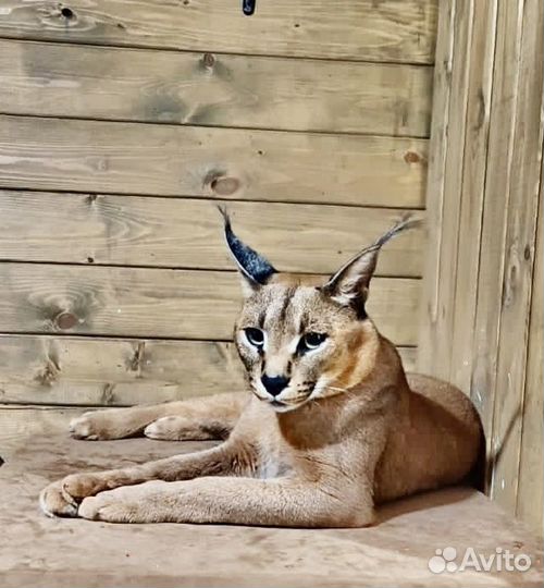 Кот каракет