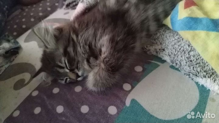 Отдам в добрые руки котёнка девочка