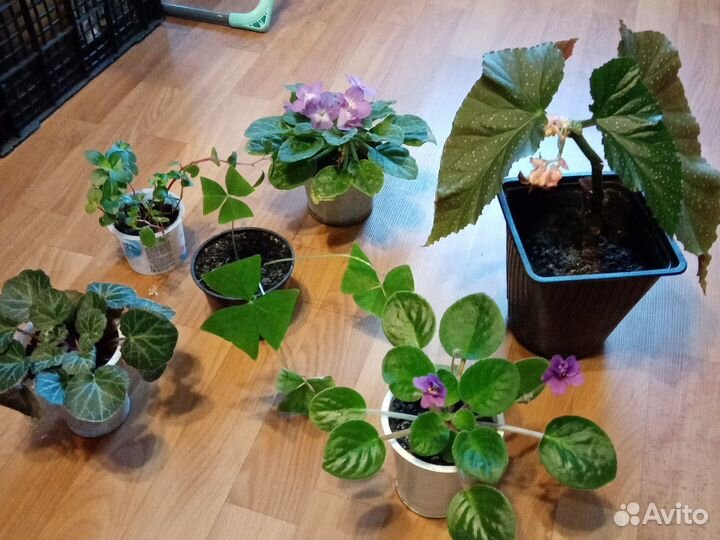 Комнатные цветы