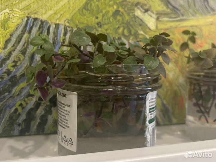 Черенки гибискуса, каллизии, плюща