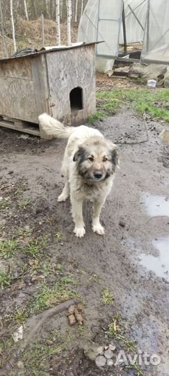 Собака в добрые руки отдам бесплатно