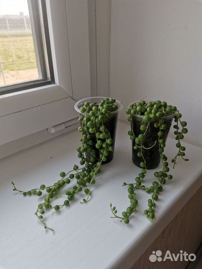 Крестовник роули