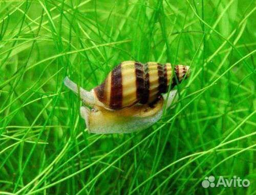 Улитка хелена - Anentome helena - хищная