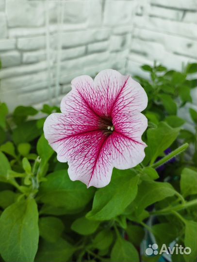 Рассада петунии