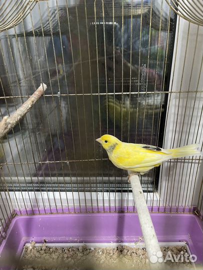 Кенара и канарейки