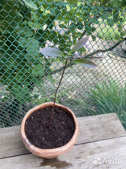 Авокадо дерево