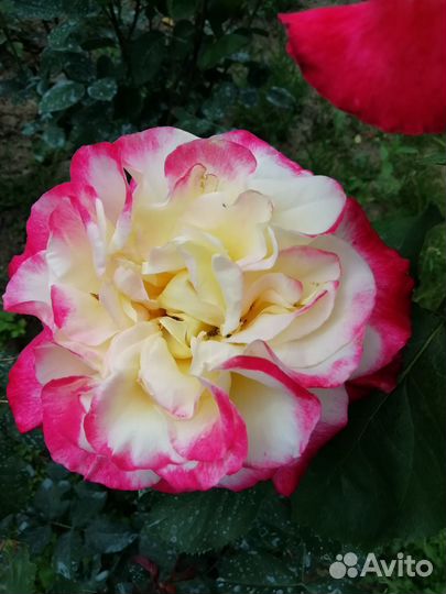 Саженцы роз