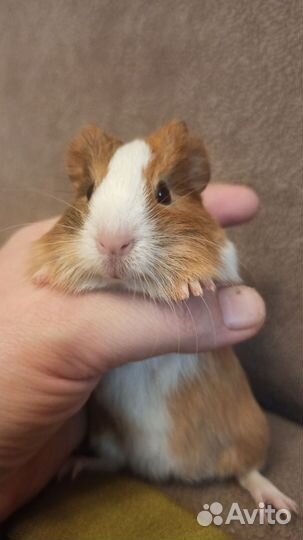 Морская свинка