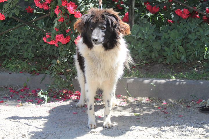 Малышка в поисках дома