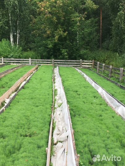 Сеянцы сосны и ели