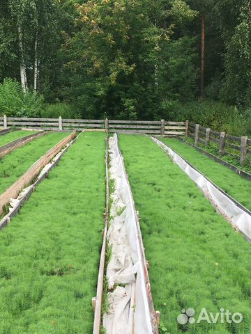 Сеянцы сосны и ели