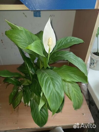 Спатифиллум
