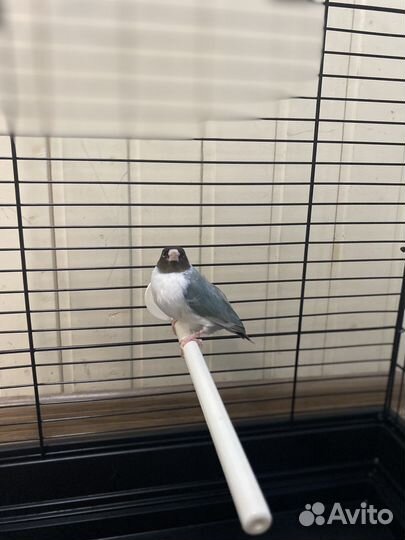 Амадины гульда