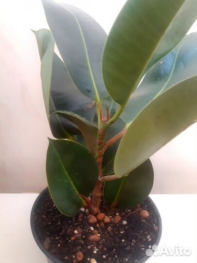 Адениум,дримиопсис,комнатные растения,цветы