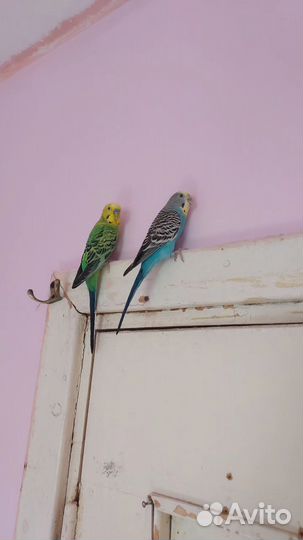 Попугай волнистый