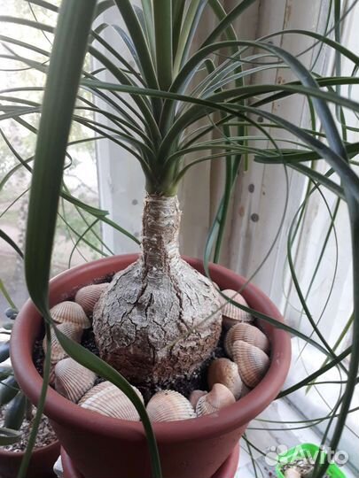 Нолина бокарнея 2 шт