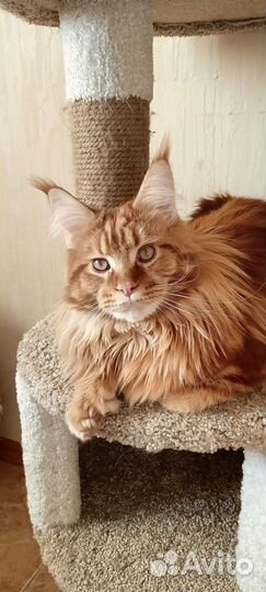 Мейн-кун покидакт вязка