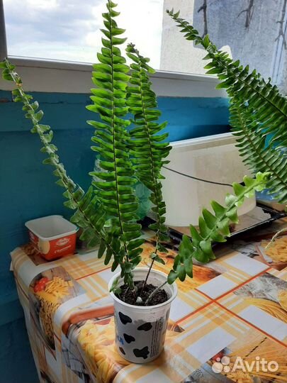 Комнатные растения или цветы