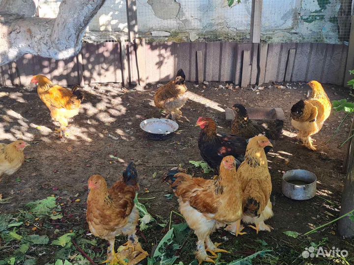 Петухи брамские