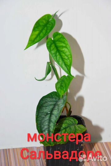 Кобра белая,Монстеры,сциндапсусы,лианы