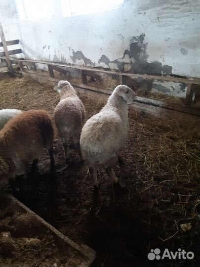 Овцы бараны