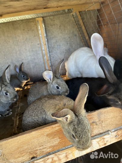 Кролики мясных пород, помесные
