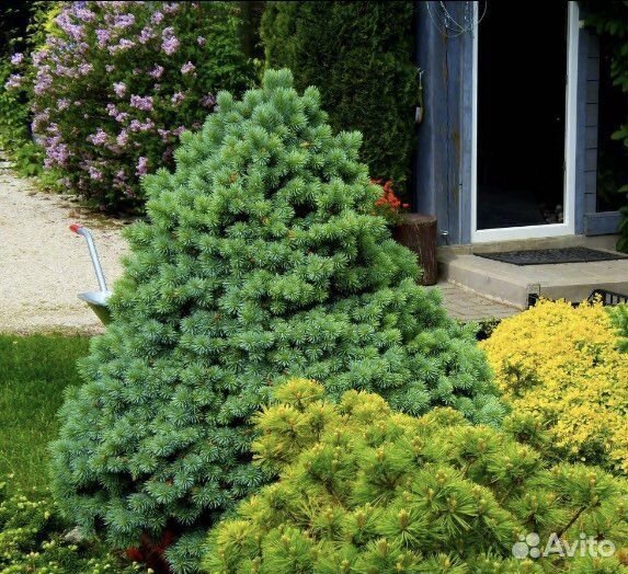 Ель кандская Коника (карликовая)