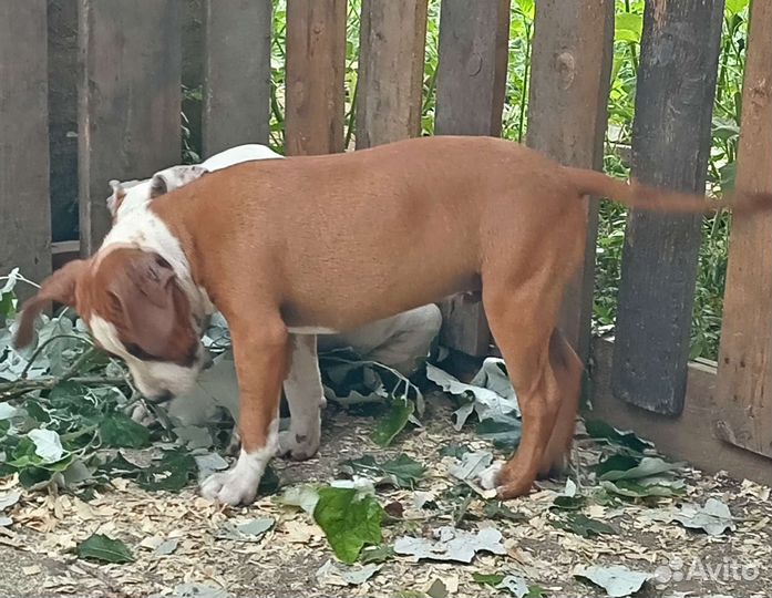 Щенки стаффа