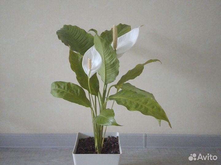 Спатифиллум