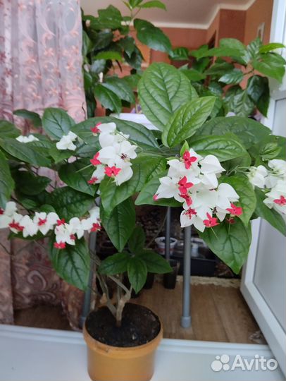 Клеродендрум