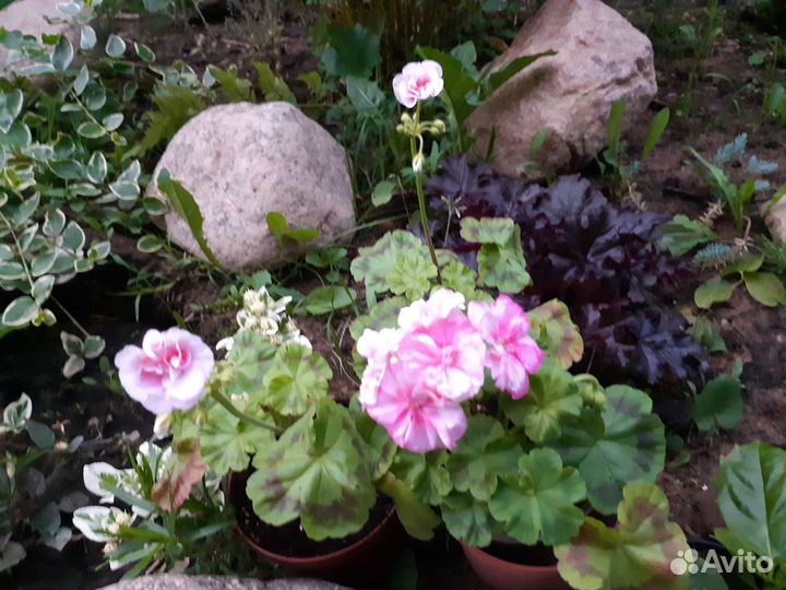 Герань пеларгония сортовая,карликовая Twudees