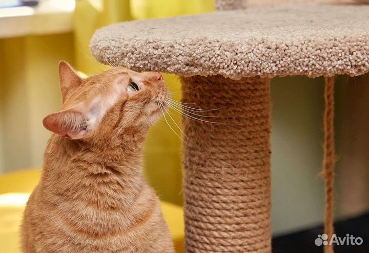 Кошки в добрые руки бесплатно