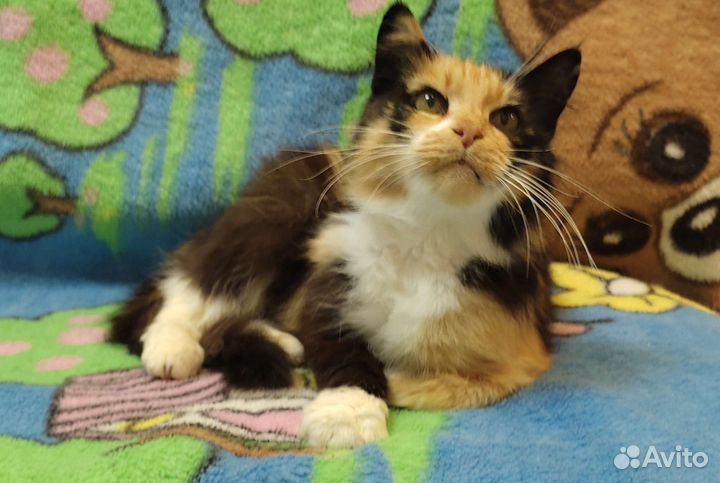 Кошка в дар бесплатно