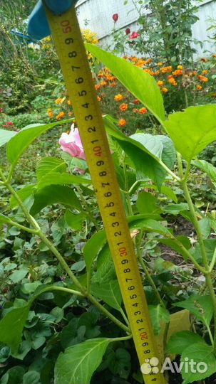 Гортензия крупнолистная