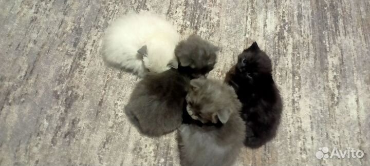 Отдам в хорошие руки котенка