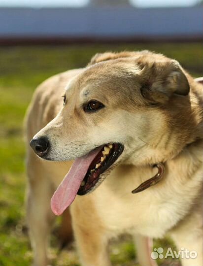 Добрая, нежная,ранимая Баунти ждёт своего человека