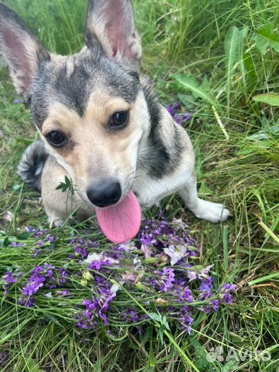 Собака маленькая