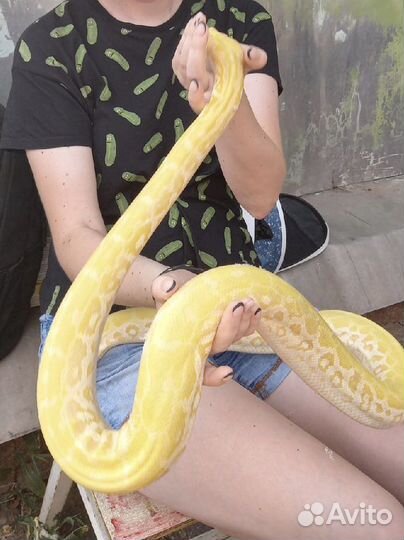 Животные для фотосессии