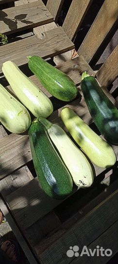 Продам свежие кабачки